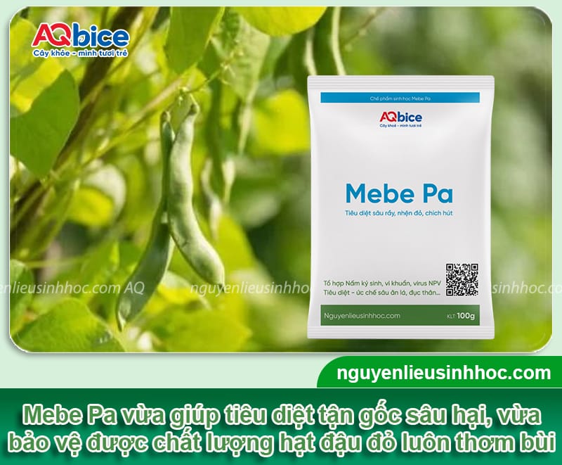 Thời vụ trồng đậu đỏ ở miền Bắc chuẩn giúp đạt năng suất cao