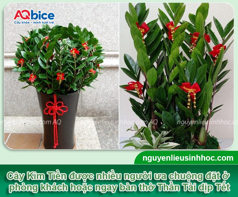 Tết chưng cây gì cho may mắn để rước lộc vào nhà năm 2026