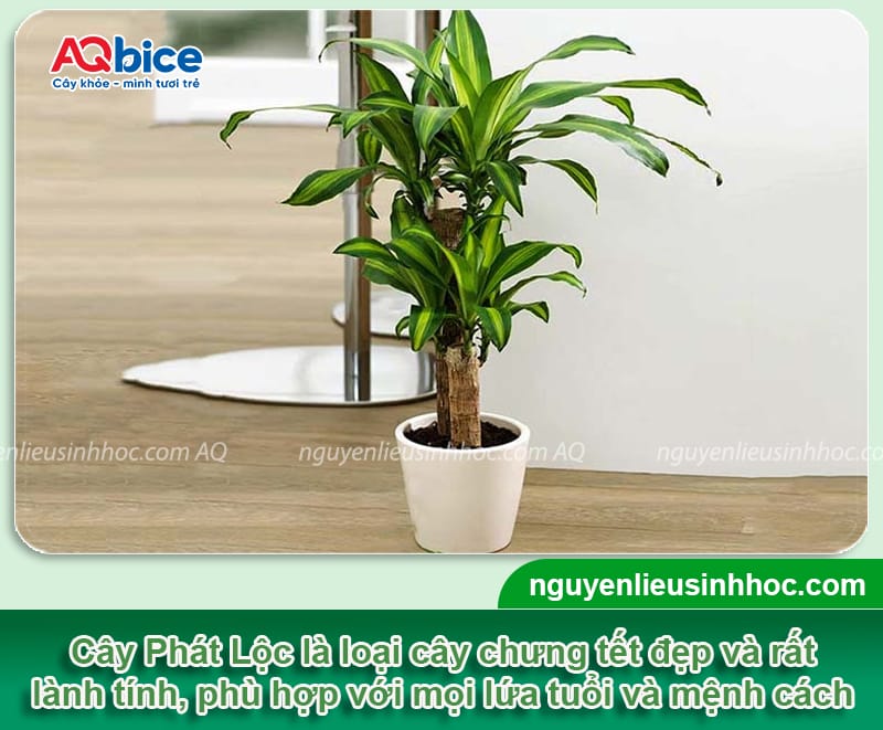 Tết chưng cây gì cho may mắn để rước lộc vào nhà năm 2026