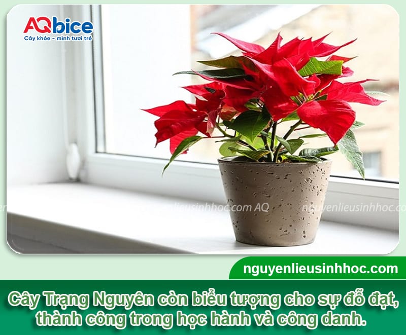 Tết chưng cây gì cho may mắn để rước lộc vào nhà năm 2026