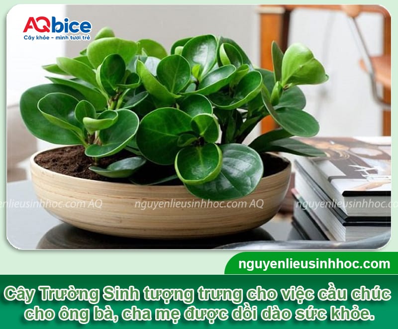 Tết chưng cây gì cho may mắn để rước lộc vào nhà năm 2026