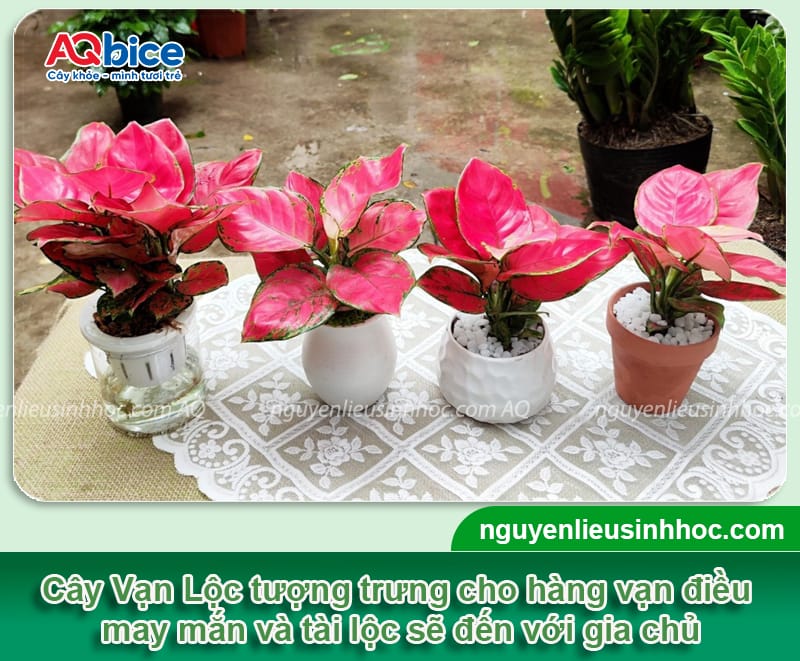 Tết chưng cây gì cho may mắn để rước lộc vào nhà năm 2026