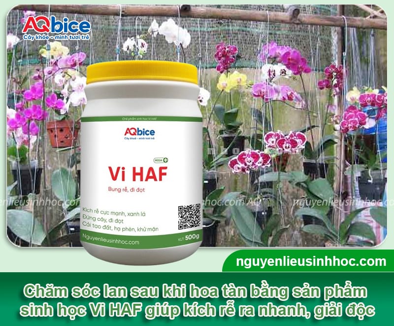 Cách chăm sóc lan hồ điệp sau khi hoa tàn để cây phục hồi nhanh