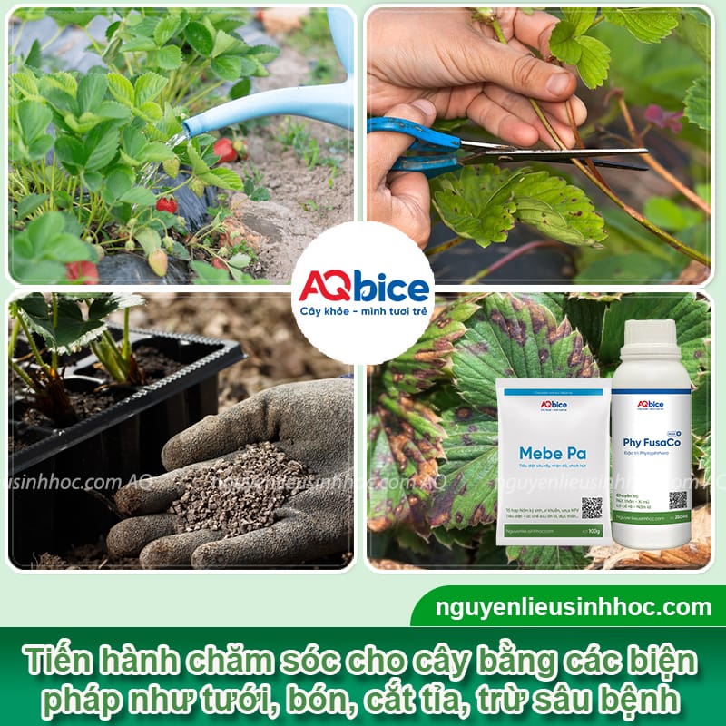 Hướng dẫn cách trồng dâu tây từ quả tỷ lệ nảy mầm cao