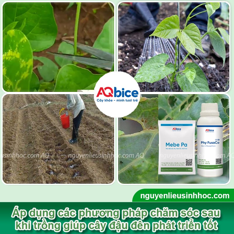 Thời vụ trồng đậu đen ở miền Bắc cho năng suất cao, hạt to