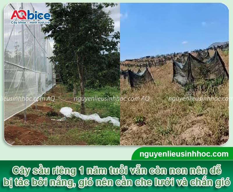 Cách chăm sóc sầu riêng 1 năm tuổi rễ khỏe, lá xanh mướt