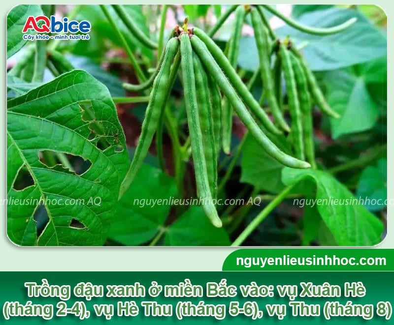 Thời vụ trồng đậu xanh ở miền bắc cho năng suất cao