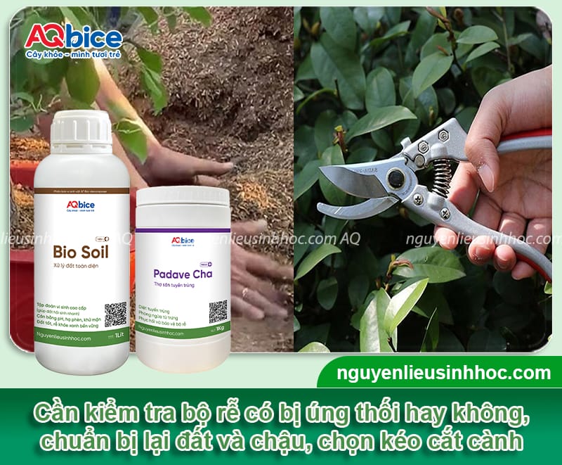 Cắt tỉa hoa giấy đón Tết đúng quy trình cho hoa nở đồng loạt 3 Cắt tỉa hoa giấy đón Tết đúng quy trình cho hoa nở đồng loạt