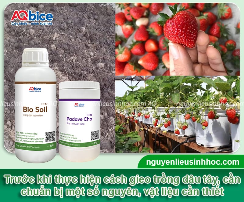 Hướng dẫn cách trồng dâu tây từ quả tỷ lệ nảy mầm cao