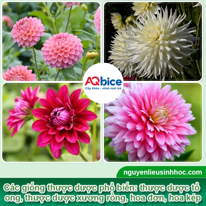 Hướng dẫn cắm hoa thược dược ngày tết để hoa tươi lâu