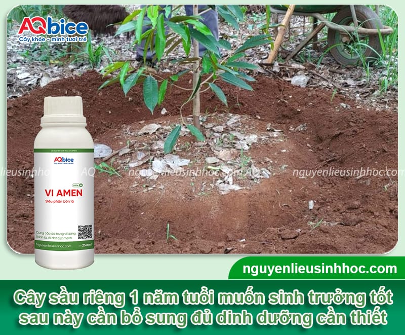Cách chăm sóc sầu riêng 1 năm tuổi rễ khỏe, lá xanh mướt