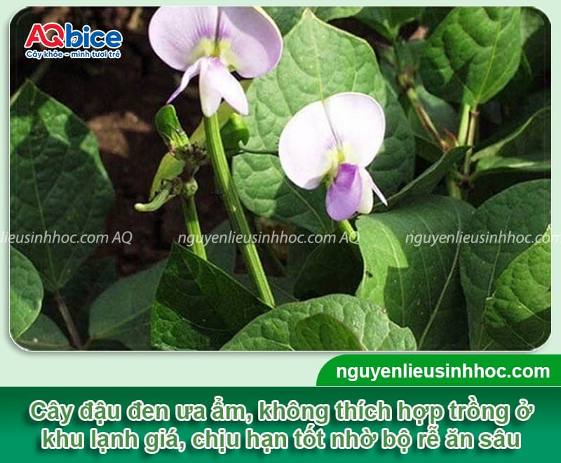 Thời vụ trồng đậu đen ở miền Bắc cho năng suất cao, hạt to