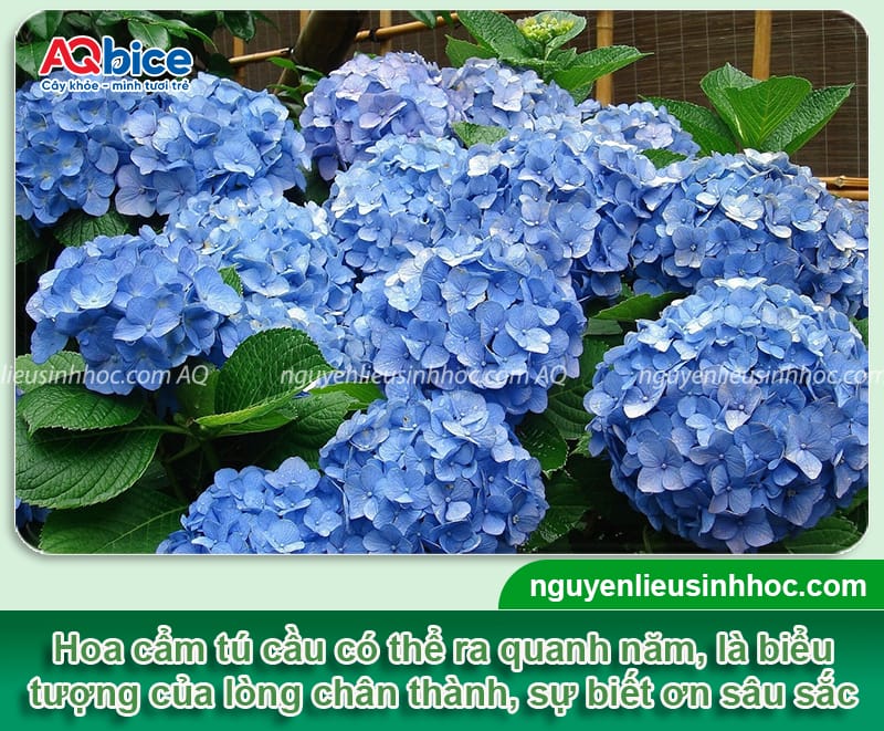 Các loại hoa trồng Tết đẹp, ý nghĩa may mắn và dễ chăm sóc