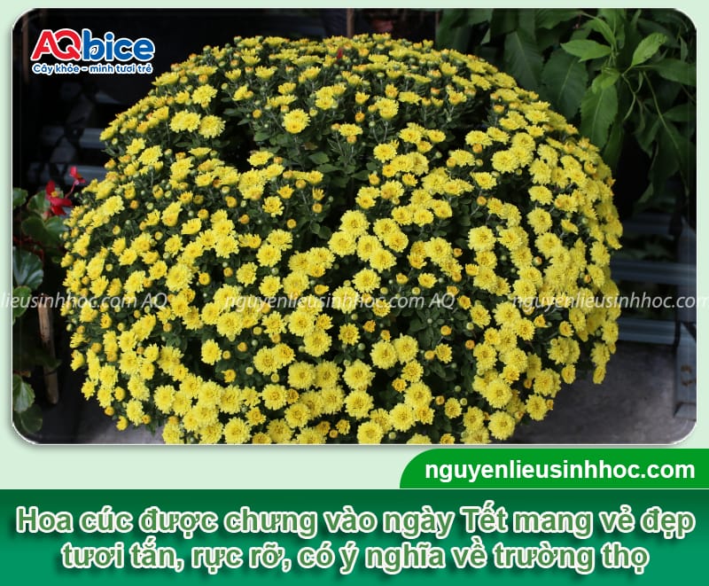 Hoa cắm phòng khách ngày Tết sang trọng, hút tài lộc đầu năm