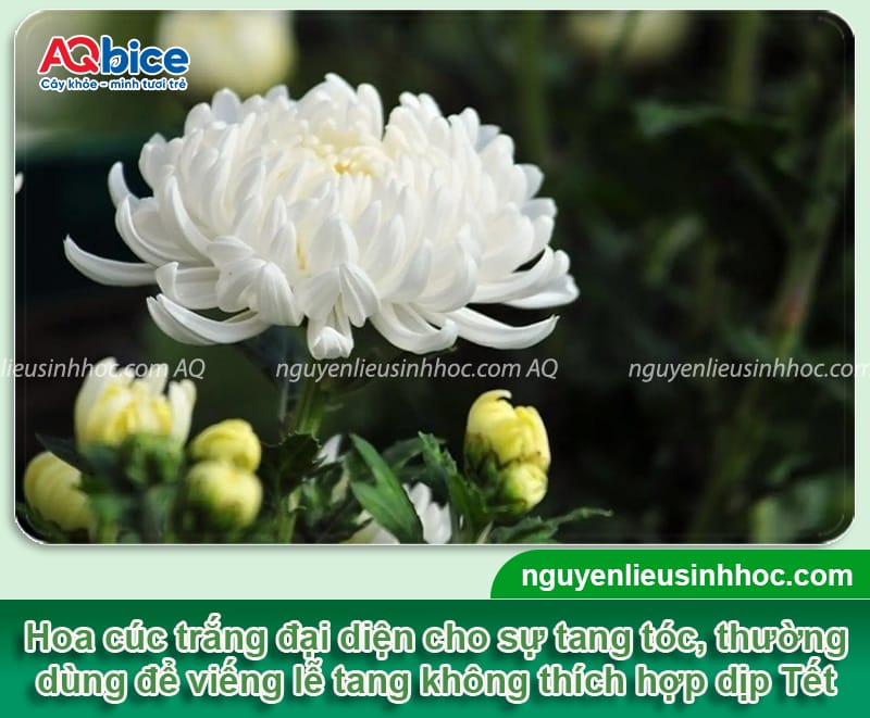 Các loại hoa kiêng kỵ cắm bàn thờ cần tránh dịp lễ Tết 2026 4 Các loại hoa kiêng kỵ cắm bàn thờ cần tránh dịp lễ Tết 2026