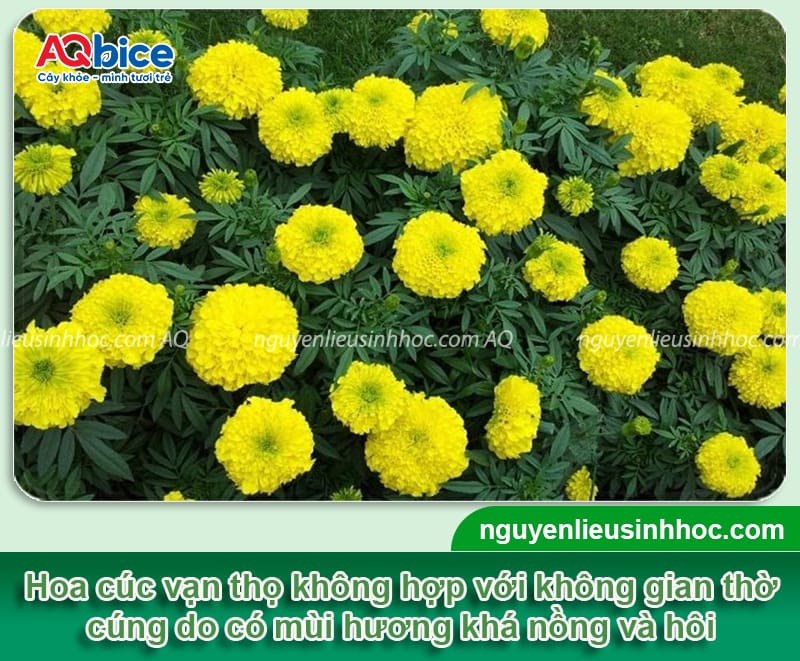 Các loại hoa kiêng kỵ cắm bàn thờ cần tránh dịp lễ Tết 2026 5 Các loại hoa kiêng kỵ cắm bàn thờ cần tránh dịp lễ Tết 2026