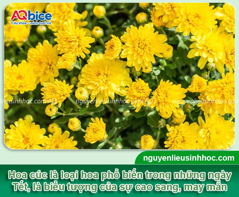 Các loại hoa trồng Tết đẹp, ý nghĩa may mắn và dễ chăm sóc