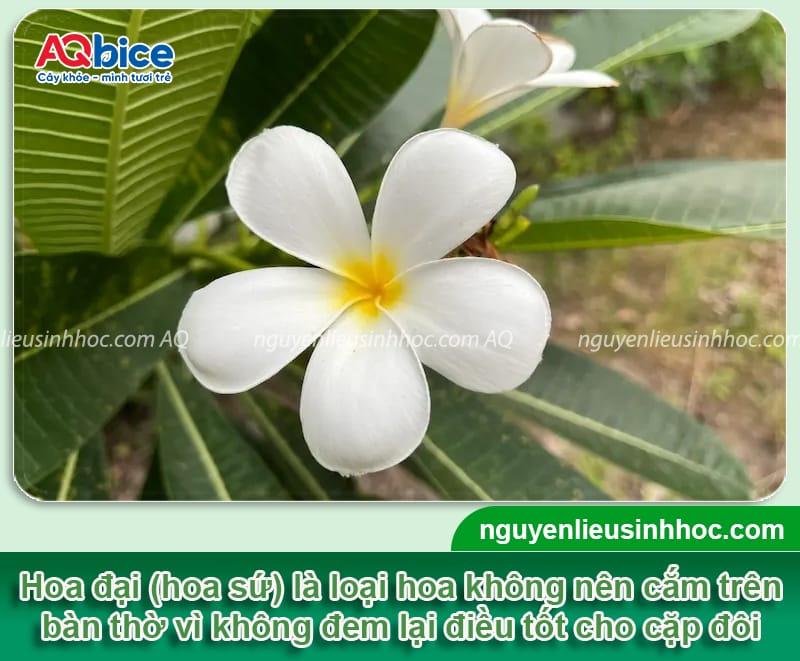 Các loại hoa kiêng kỵ cắm bàn thờ cần tránh dịp lễ Tết 2026 8 Các loại hoa kiêng kỵ cắm bàn thờ cần tránh dịp lễ Tết 2026