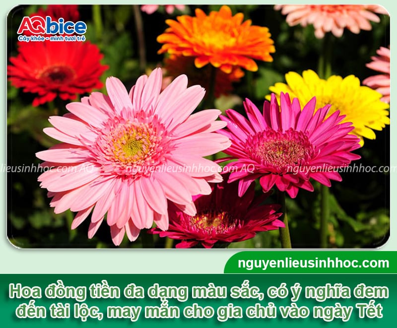 Các loại hoa trồng Tết đẹp, ý nghĩa may mắn và dễ chăm sóc