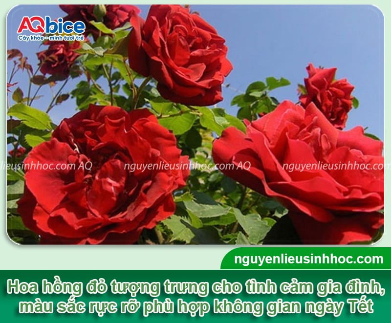 Các loại hoa trồng Tết đẹp, ý nghĩa may mắn và dễ chăm sóc