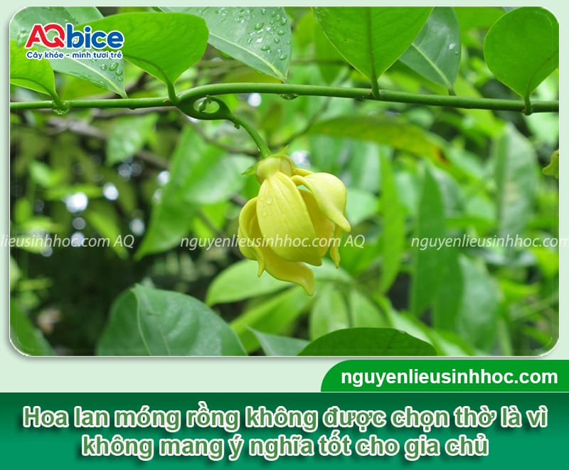 Các loại hoa kiêng kỵ cắm bàn thờ cần tránh dịp lễ Tết 2026 11 Các loại hoa kiêng kỵ cắm bàn thờ cần tránh dịp lễ Tết 2026