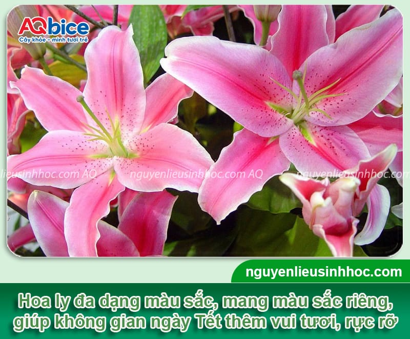 Các loại hoa trồng Tết đẹp, ý nghĩa may mắn và dễ chăm sóc