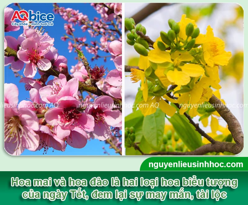 Các loại hoa trồng Tết đẹp, ý nghĩa may mắn và dễ chăm sóc