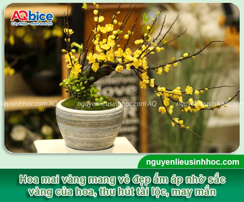 Hoa cắm phòng khách ngày Tết sang trọng, hút tài lộc đầu năm