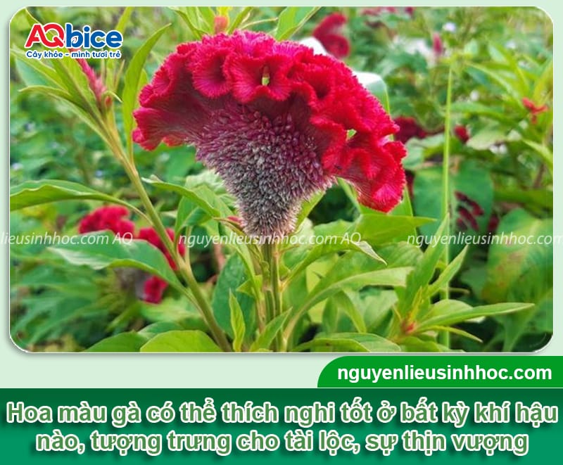 Các loại hoa trồng Tết đẹp, ý nghĩa may mắn và dễ chăm sóc