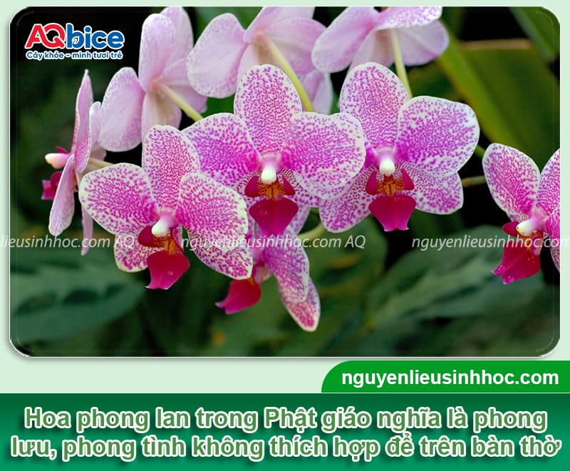 Các loại hoa kiêng kỵ cắm bàn thờ cần tránh dịp lễ Tết 2026 3 Các loại hoa kiêng kỵ cắm bàn thờ cần tránh dịp lễ Tết 2026