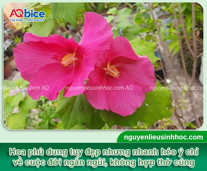 Các loại hoa kiêng kỵ cắm bàn thờ cần tránh dịp lễ Tết 2026 9 Các loại hoa kiêng kỵ cắm bàn thờ cần tránh dịp lễ Tết 2026