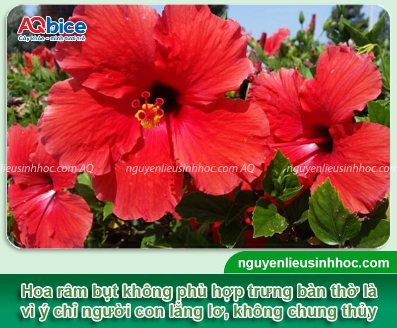 Các loại hoa kiêng kỵ cắm bàn thờ cần tránh dịp lễ Tết 2026 6 Các loại hoa kiêng kỵ cắm bàn thờ cần tránh dịp lễ Tết 2026