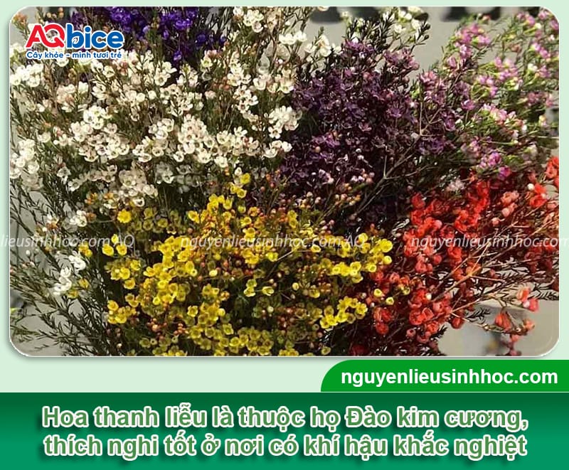 Cách chưng hoa thanh liễu ngày Tết, nở rực rỡ, tươi lâu