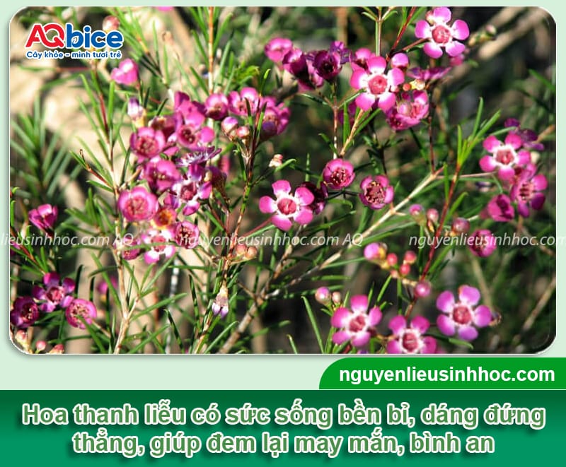 Hoa cắm phòng khách ngày Tết sang trọng, hút tài lộc đầu năm