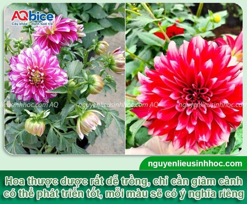 Các loại hoa trồng Tết đẹp, ý nghĩa may mắn và dễ chăm sóc