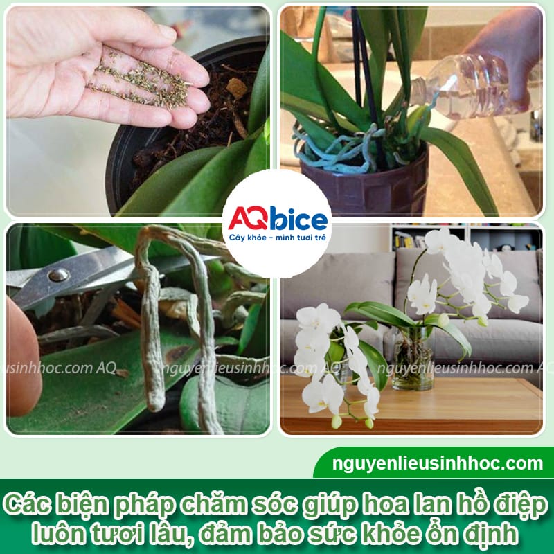 Cách chăm hoa lan hồ điệp ngày Tết tươi lâu, không rụng nụ