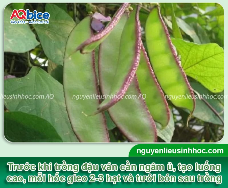 Thời vụ trồng đậu ván ở miền Bắc giúp hoa ra nhiều, quả sai 4 Thời vụ trồng đậu ván ở miền Bắc giúp hoa ra nhiều, quả sai