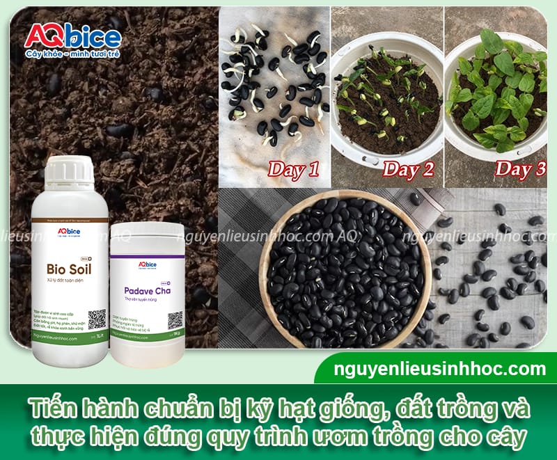 Thời vụ trồng đậu đen ở miền Bắc cho năng suất cao, hạt to