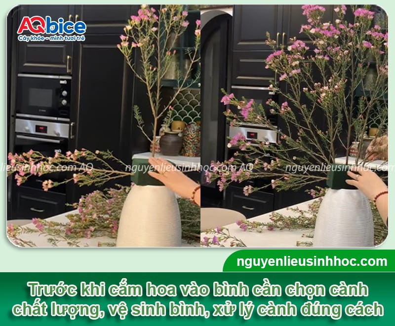 Cách chưng hoa thanh liễu ngày Tết, nở rực rỡ, tươi lâu