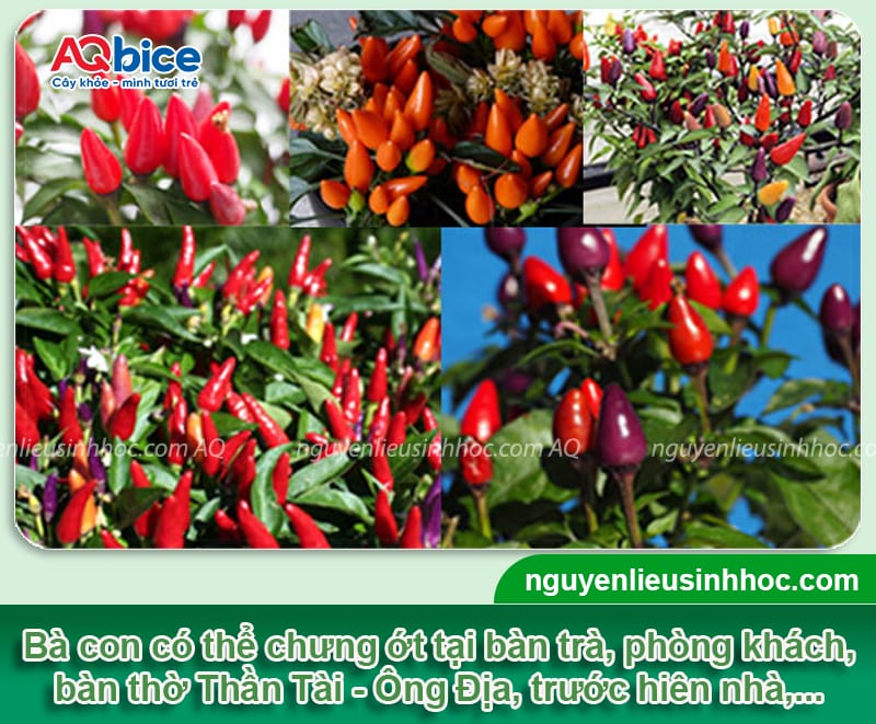 Tết chưng ớt được không? Ý nghĩa phong thủy độc đáo 