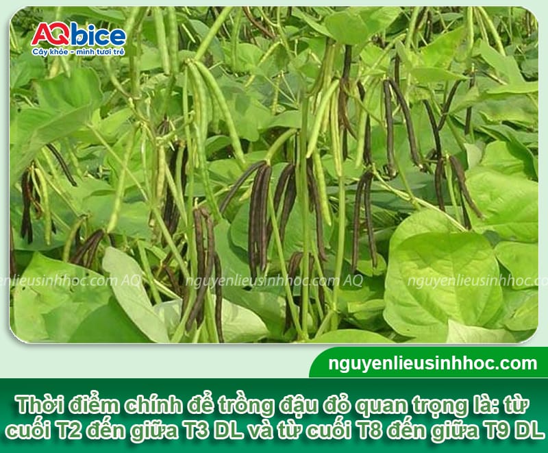 Thời vụ trồng đậu đỏ ở miền Bắc chuẩn giúp đạt năng suất cao