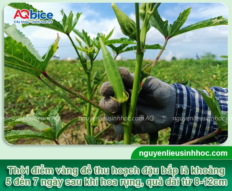 Thời vụ trồng đậu bắp miền Bắc sai trĩu quả, thu hoạch lẹ 4 Thời vụ trồng đậu bắp miền Bắc sai trĩu quả, thu hoạch lẹ