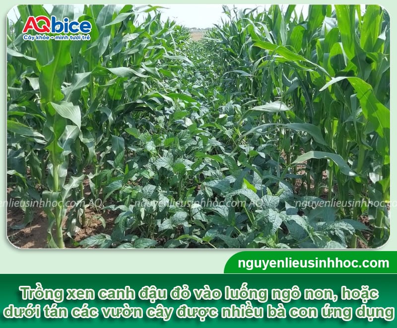 Thời vụ trồng đậu đỏ ở miền Bắc chuẩn giúp đạt năng suất cao