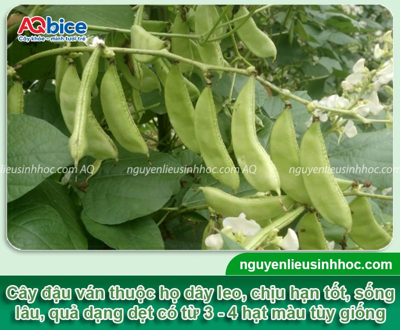 Thời vụ trồng đậu ván ở miền Bắc giúp hoa ra nhiều, quả sai 2 Thời vụ trồng đậu ván ở miền Bắc giúp hoa ra nhiều, quả sai