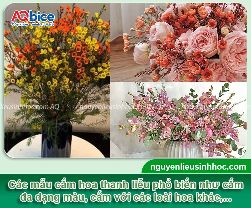 Cách chưng hoa thanh liễu ngày Tết, nở rực rỡ, tươi lâu