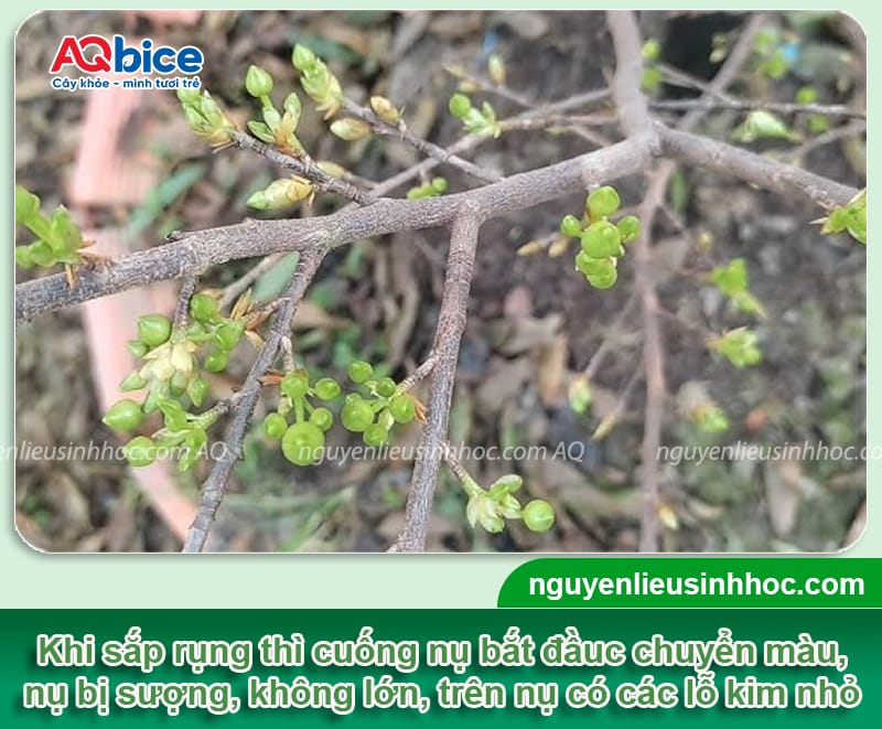 Thuốc chống rụng nụ hoa mai giúp hoa nở rực rỡ đúng Tết