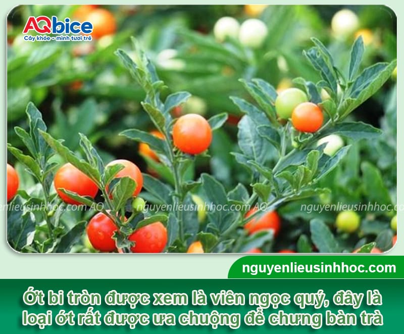 Tết chưng ớt được không? Ý nghĩa phong thủy độc đáo 