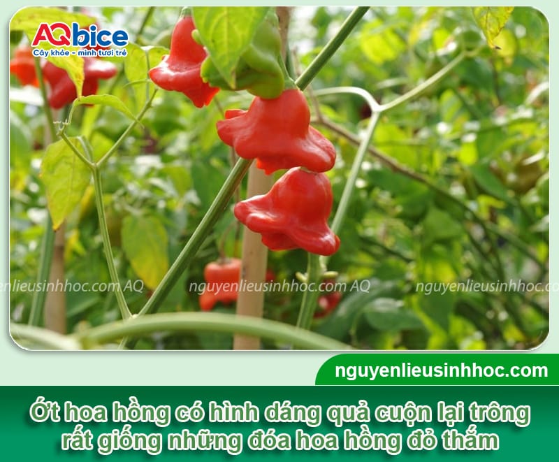 Tết chưng ớt được không? Ý nghĩa phong thủy độc đáo 