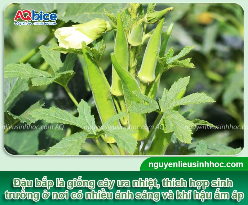 Thời vụ trồng đậu bắp miền Bắc sai trĩu quả, thu hoạch lẹ 1 Thời vụ trồng đậu bắp miền Bắc sai trĩu quả, thu hoạch lẹ
