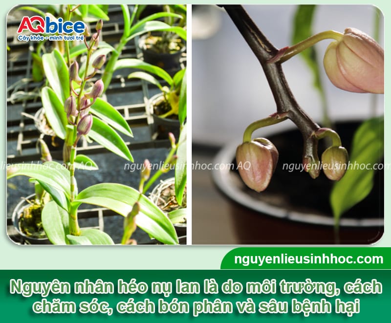 Hoa lan bị rụng nụ do đâu và cách phòng trừ hiệu quả